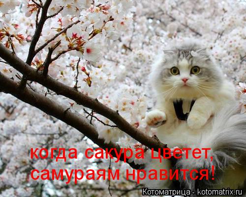 Котоматрица: когда сакура цветет, самураям нравится!