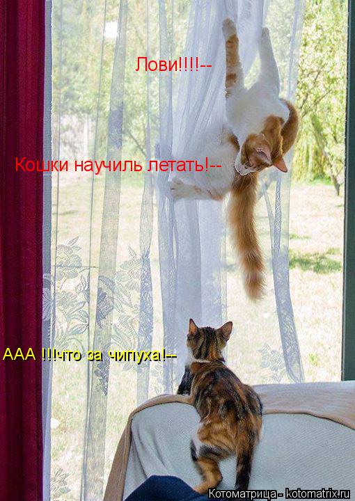 ААА !!!что за чипуха!-- Лови!!!!-- Кошки научиль летать!--... Котоматрица: ААА !!!что за чипуха!-- Лови!!!!-- Кошки научиль летать!--