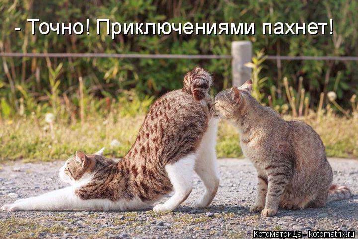 - Точно! Приключениями пахнет!... Котоматрица: - Точно! Приключениями пахнет!