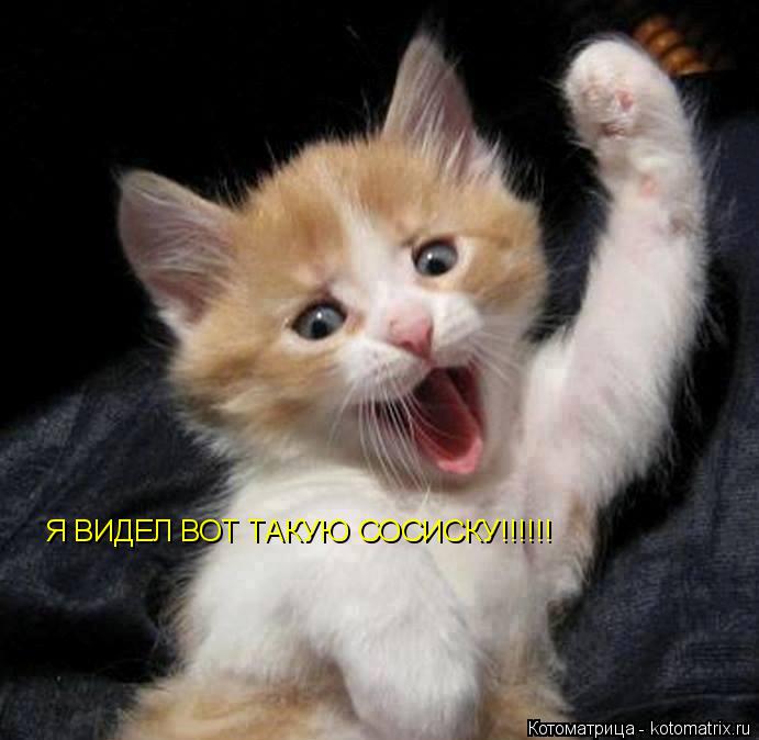 Котоматрица: Я ВИДЕЛ ВОТ ТАКУЮ СОСИСКУ!!!!!!