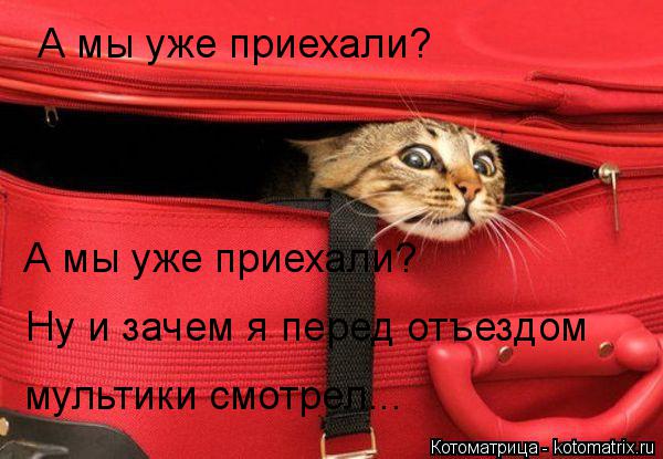 Котоматрица: А мы уже приехали? А мы уже приехали? Ну и зачем я перед отъездом мультики смотрел...