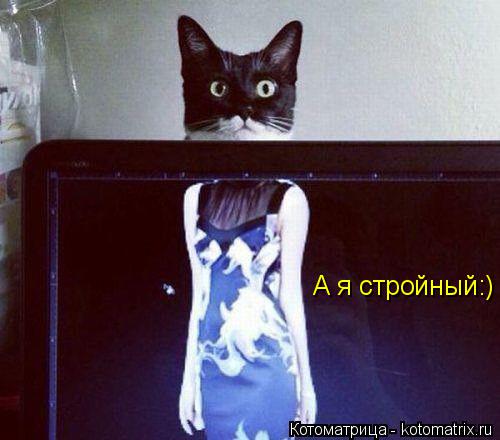 Котоматрица: А я стройный:)