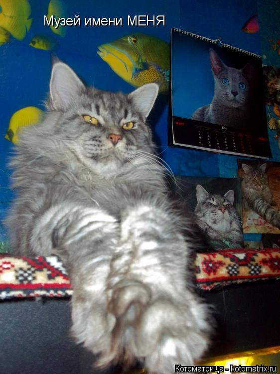 Котоматрица: Музей имени МЕНЯ