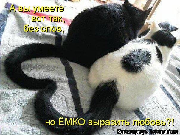 Котоматрица: А вы умеете вот так, без слов, но ЁМКО выразить любовь?!