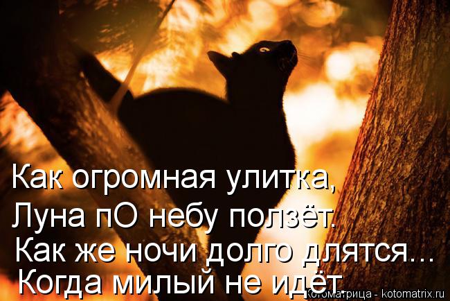 Котоматрица: Как огромная улитка, Луна пО небу ползёт. Как же ночи долго длятся... Когда милый не идёт.