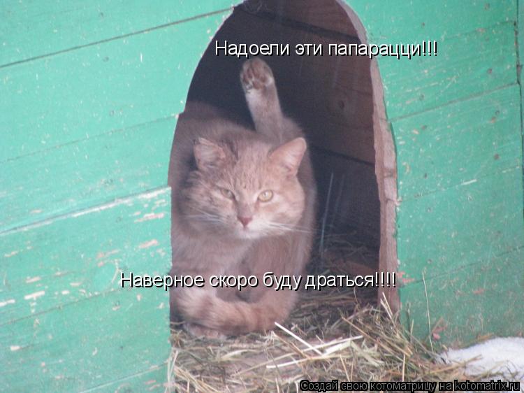 Надоели эти папарацци!!! Наверное скоро буду драться!!!!... Котоматрица: Надоели эти папарацци!!! Наверное скоро буду драться!!!!