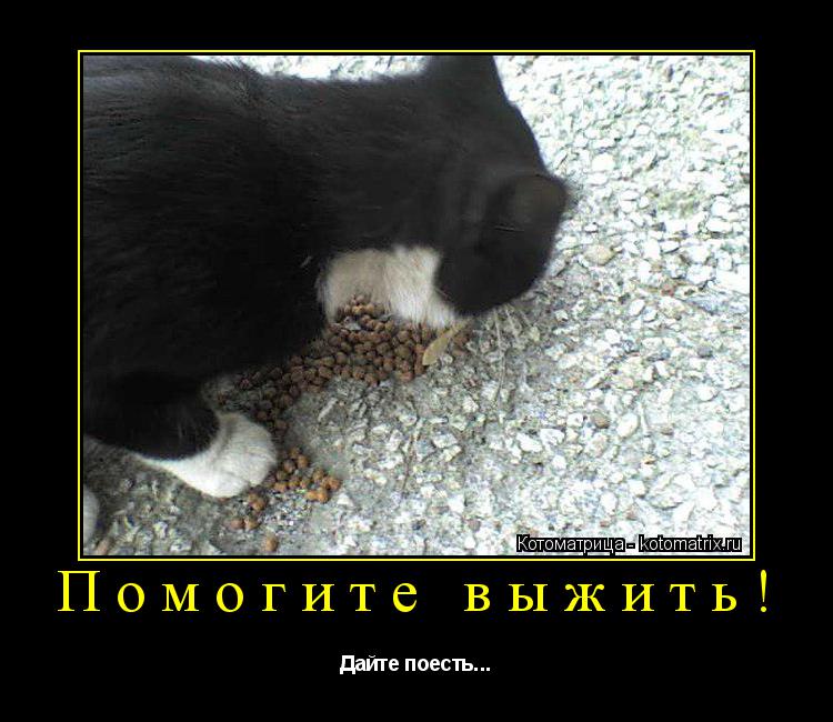Помогите выжить! Дайте поесть...... Котоматрица: Помогите выжить! Дайте поесть...