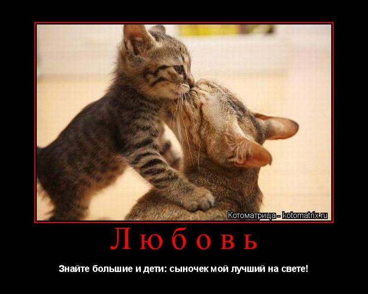 Котоматрица: Любовь Знайте большие и дети: сыночек мой лучший на свете!