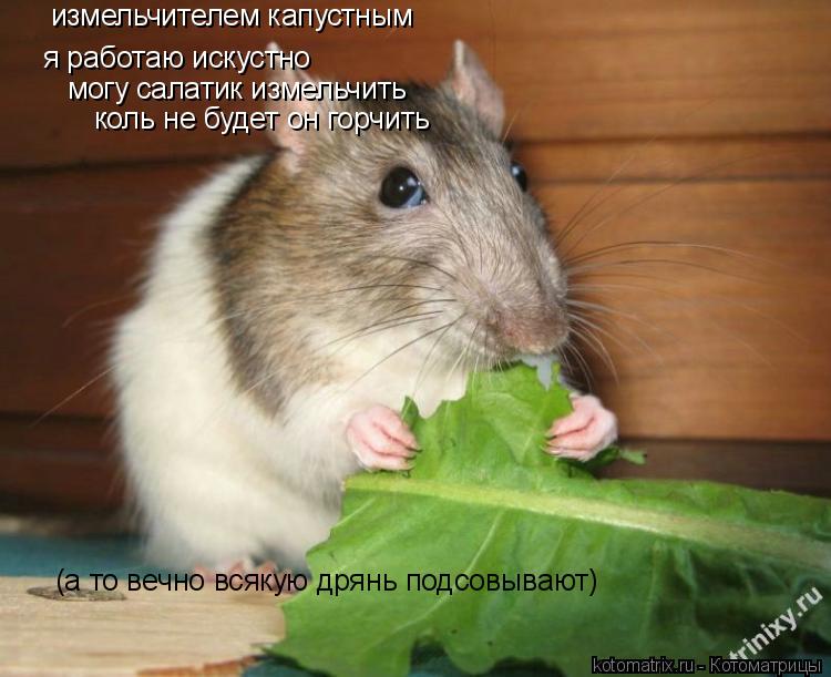 измельчителем капустным я работаю искустно могу салатик измельчить коль не будет он горчить (а то веч... Котоматрица: измельчителем капустным я работаю искустно могу салатик измельчить коль не будет он горчить (а то вечно всякую дрянь подсовывают)