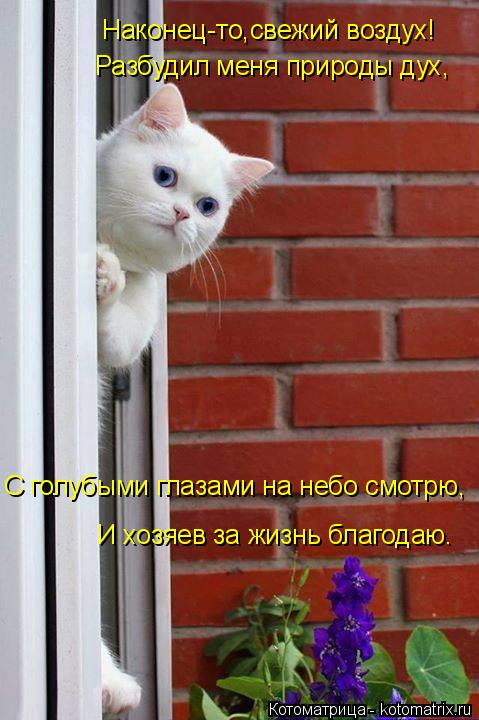 Котоматрица: Наконец-то,свежий воздух! Разбудил меня природы дух, С голубыми глазами на небо смотрю, И хозяев за жизнь благодаю.