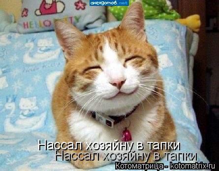 Нассал хозяйну в тапки Нассал хозяйну в тапки... Котоматрица: Нассал хозяйну в тапки Нассал хозяйну в тапки
