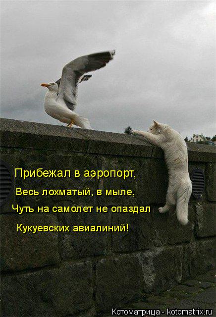 Прибежал в аэропорт, Весь лохматый, в мыле, Чуть на самолет не опаздал Кукуевских авиалиний!... Котоматрица: Прибежал в аэропорт, Весь лохматый, в мыле, Чуть на самолет не опаздал Кукуевских авиалиний!
