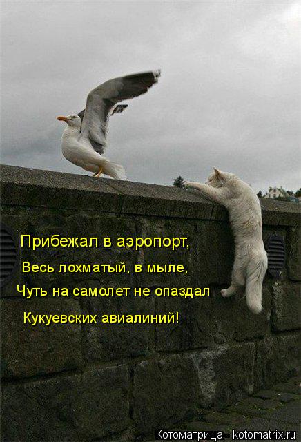 Котоматрица: Прибежал в аэропорт,  Весь лохматый, в мыле, Чуть на самолет не опаздал Кукуевских авиалиний!