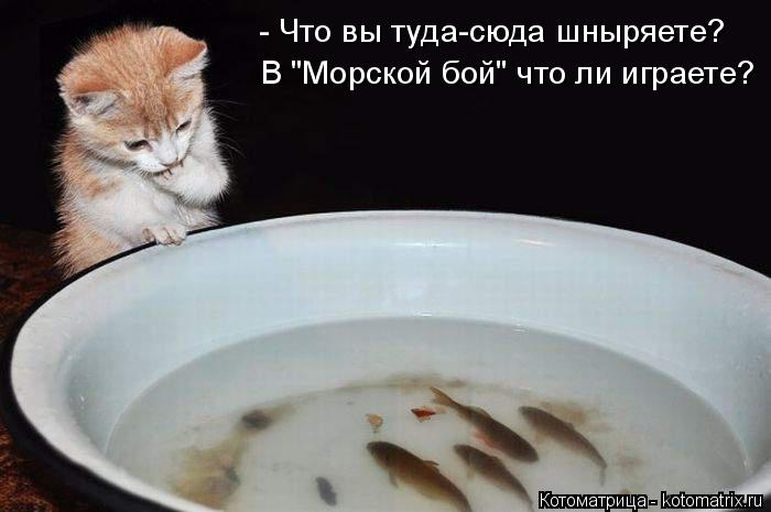 Котоматрица: В "Морской бой" что ли играете? - Что вы туда-сюда шныряете?