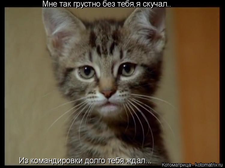 Котоматрица: Мне так грустно без тебя,я скучал.. Из командировки долго тебя ждал...