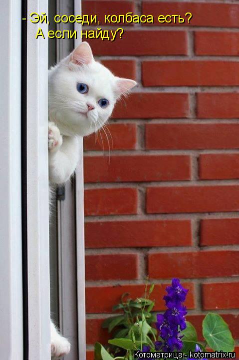 Котоматрица: - Эй, соседи, колбаса есть? - Эй, соседи, колбаса есть? А если найду?
