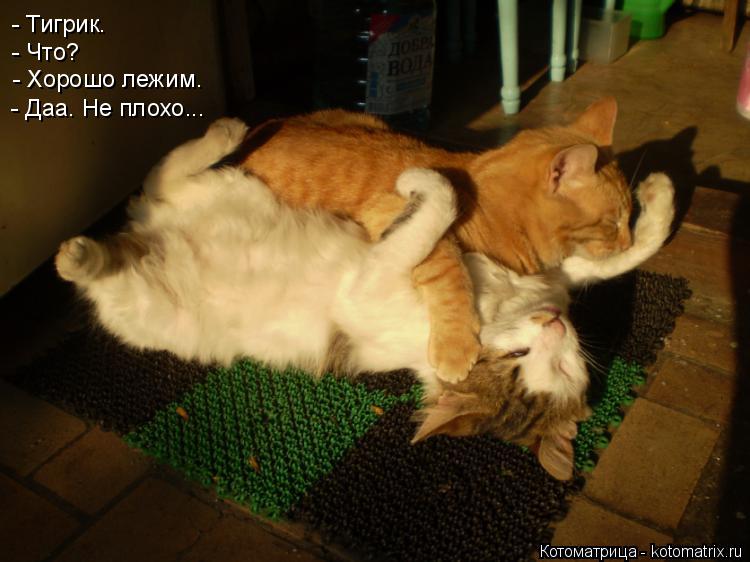 Котоматрица: - Тигрик. - Что? - Хорошо лежим. - Даа. Не плохо...