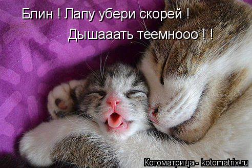 Котоматрица: Блин ! Лапу убери скорей ! Дышааать теемнооо ! !