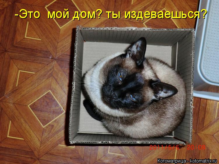 Котоматрица: -Это  мой дом? ты издеваешься?