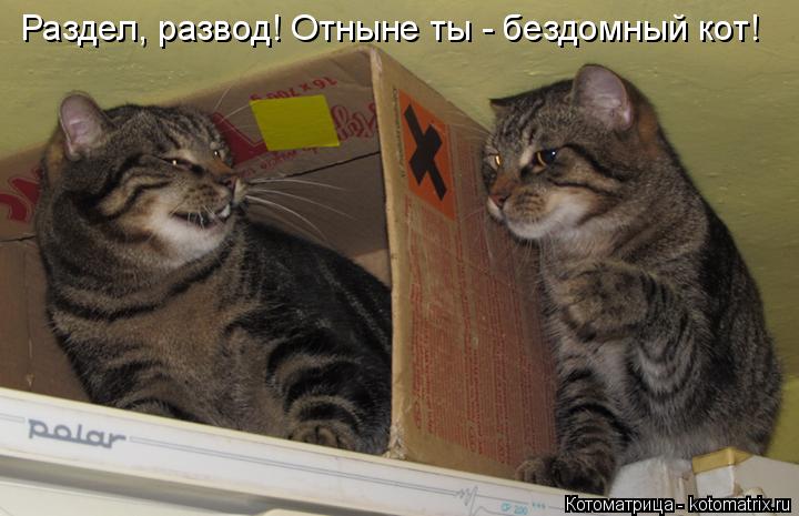 Раздел, развод! Отныне ты - бездомный кот!... Котоматрица: Раздел, развод! Отныне ты - бездомный кот!