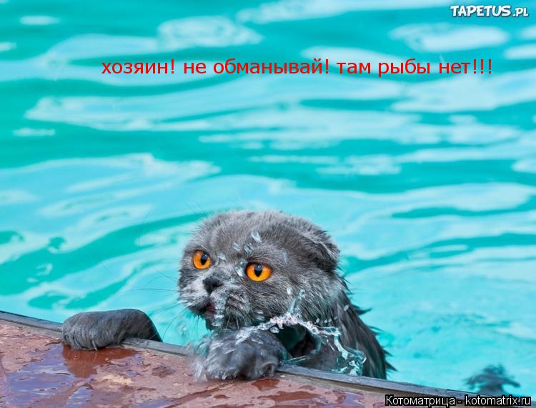 хозяин! не обманывай! там рыбы нет!!!... Котоматрица: хозяин! не обманывай! там рыбы нет!!!