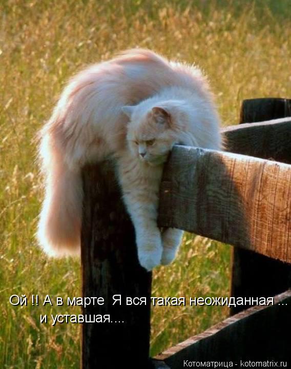Ой !! А в марте Я вся такая неожиданная ... и уставшая....... Котоматрица: Ой !! А в марте Я вся такая неожиданная ... и уставшая....