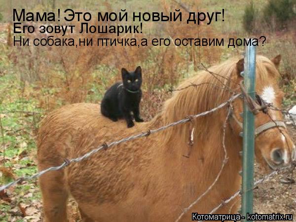 Мама! Это мой новый друг! Его зовут Лошарик! Ни собака,ни птичка,а его оставим дома?... Котоматрица: Мама! Это мой новый друг! Его зовут Лошарик! Ни собака,ни птичка,а его оставим дома?