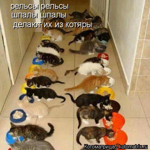 Котоматрица: рельсы рельсы шпалы шпалы делают их из котяры
