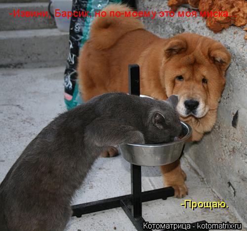 Котоматрица: -Извини, Барсик, но по-моему это моя миска... -Прощаю.
