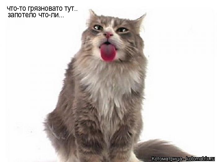 что-то грязновато тут.. запотело что-ли...... Котоматрица: что-то грязновато тут.. запотело что-ли...