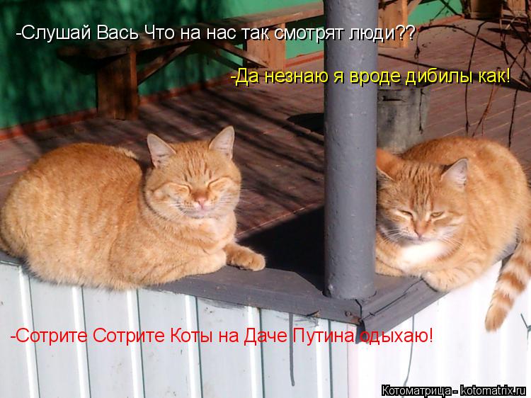 Котоматрица: -Слушай Вась Что на нас так смотрят люди?? -Да незнаю я вроде дибилы как! -Сотрите Сотрите Коты на Даче Путина одыхаю!