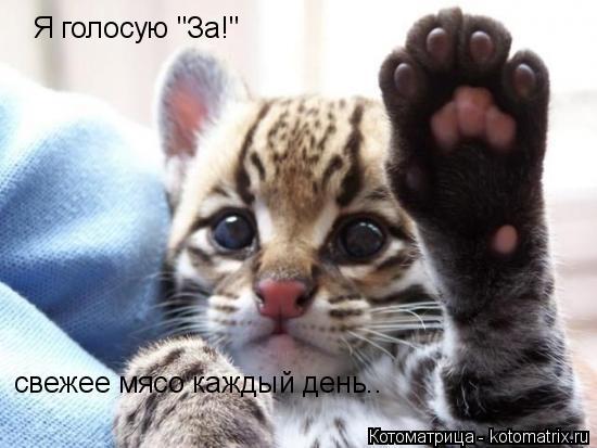 Котоматрица: Я голосую "За!" свежее мясо каждый день..