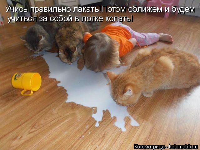 Котоматрица: Учись правильно лакать!Потом оближем и будем учиться за собой в лотке копать!