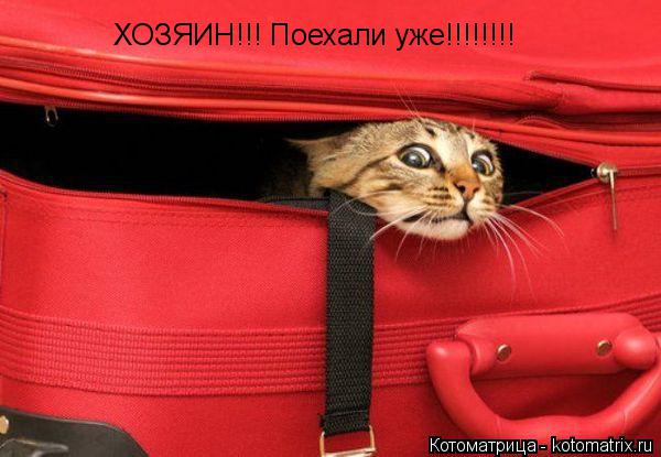 ХОЗЯИН!!! Поехали уже!!!!!!!!... Котоматрица: ХОЗЯИН!!! Поехали уже!!!!!!!!