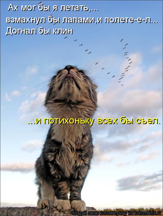 Котоматрица: Ах мог бы я летать,... взмахнул бы лапами,и полете-е-л... Догнал бы клин ...и потихоньку всех бы съел.