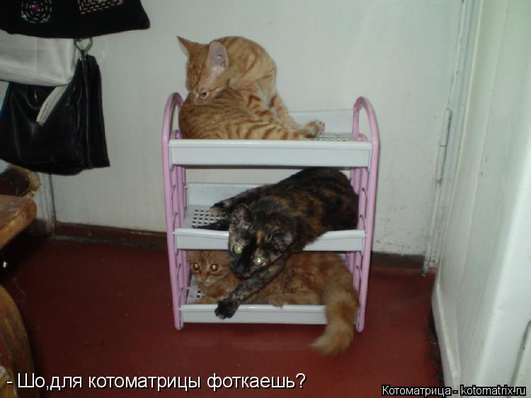 Котоматрица: - Шо,для котоматрицы фоткаешь?