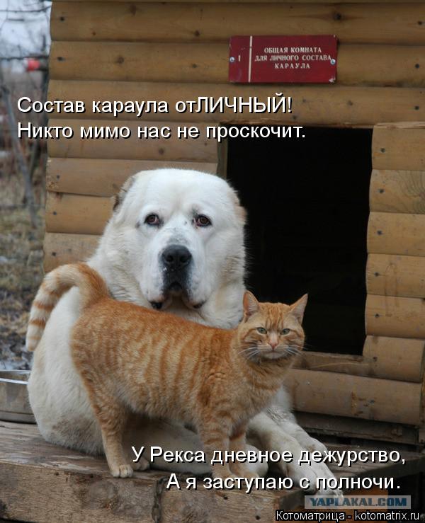 Состав караула отЛИЧНЫЙ! Никто мимо нас не проскочит. У Рекса дневное дежурство, А я заступаю с полно... Котоматрица: Состав караула отЛИЧНЫЙ! Никто мимо нас не проскочит. У Рекса дневное дежурство, А я заступаю с полночи.