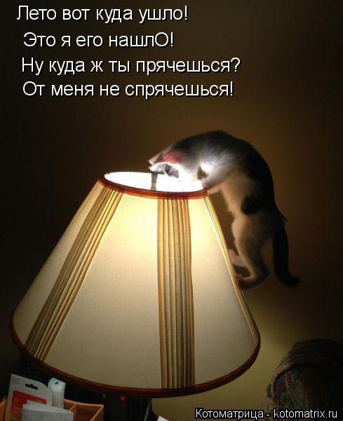 Котоматрица: Лето вот куда ушло! Это я его нашлО! Ну куда ж ты прячешься? От меня не спрячешься!