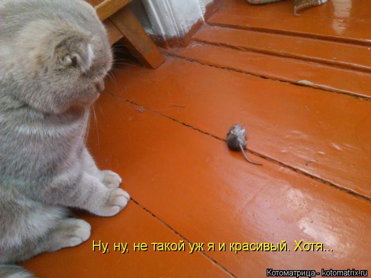 Котоматрица: Ну, ну, не такой уж я и красивый. Хотя...