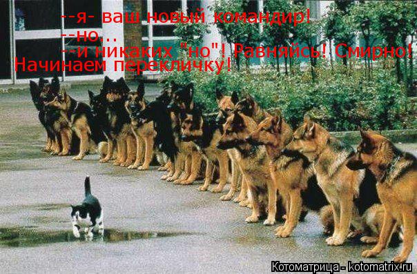 --я- ваш новый командир! --но... --и никаких "но"! Равняйсь! Смирно! Начинаем перекличку! догов! Нач... Котоматрица: --я- ваш новый командир! --но... --и никаких "но"! Равняйсь! Смирно! Начинаем перекличку! догов! Начинаем перекличку!