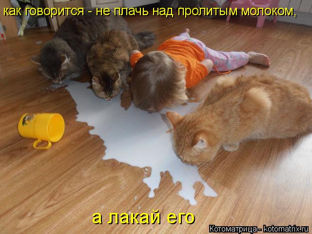 Котоматрица: как говорится - не плачь над пролитым молоком, а лакай его