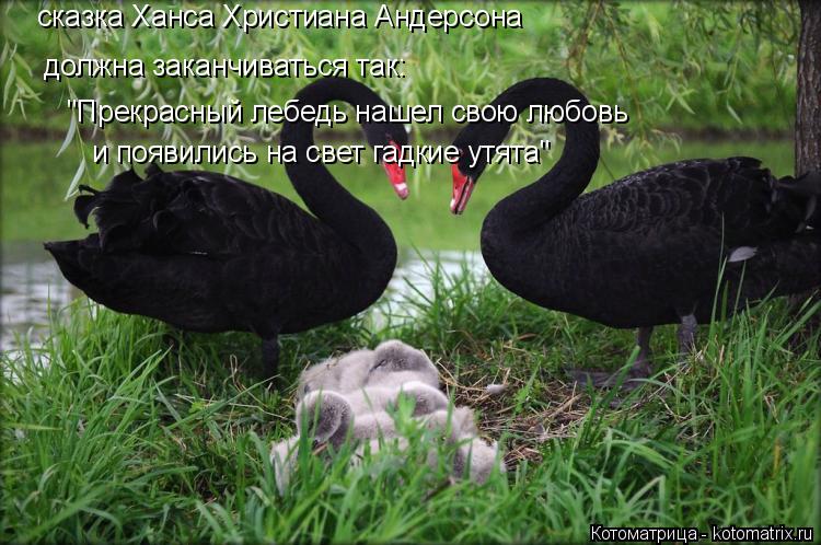 сказка Ханса Христиана Андерсона должна заканчиваться так: "Прекрасный лебедь нашел свою любовь и поя... Котоматрица: сказка Ханса Христиана Андерсона должна заканчиваться так: "Прекрасный лебедь нашел свою любовь и появились на свет гадкие утята"