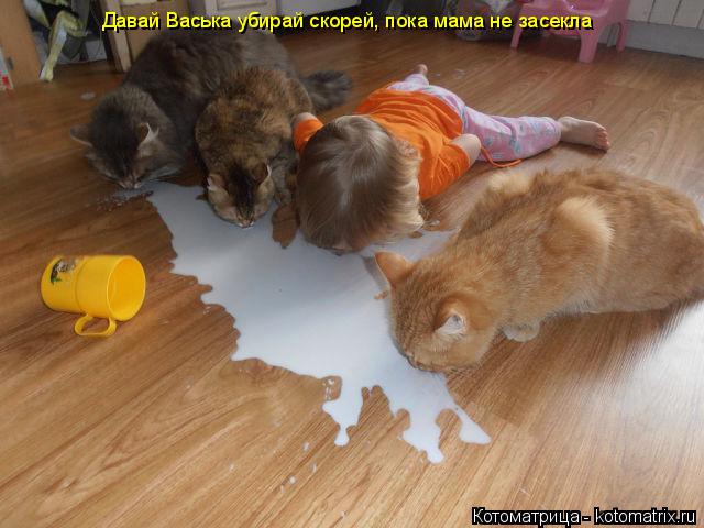 Котоматрица: Давай Васька убирай скорей, пока мама не засекла