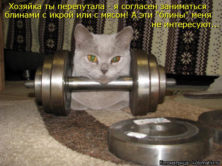 Хозяйка ты перепутала - я согласен заниматься блинами с икрой или с мясом! А эти "блины" меня не ин... Котоматрица: Хозяйка ты перепутала - я согласен заниматься блинами с икрой или с мясом! А эти "блины" меня не интересуют...