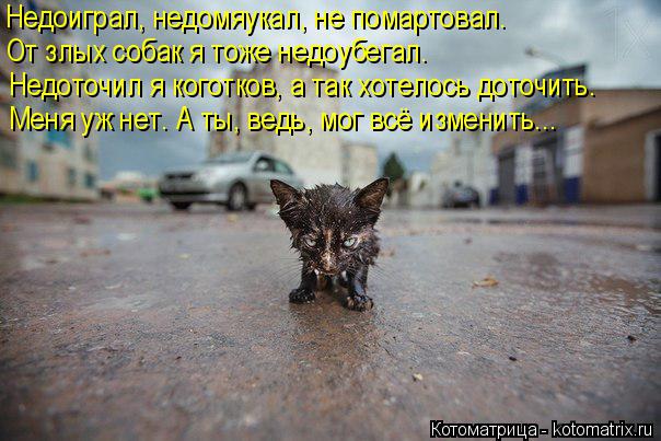 Недоиграл, недомяукал, не помартовал. От злых собак я тоже недоубегал. Недоточил я коготков, а так хо... Котоматрица: Недоиграл, недомяукал, не помартовал. От злых собак я тоже недоубегал. Недоточил я коготков, а так хотелось доточить. Меня уж нет. А ты, ведь,