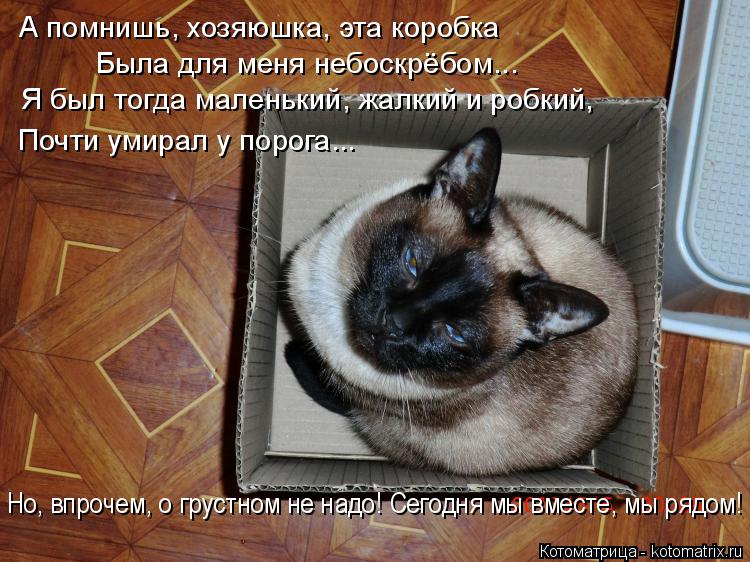 Котоматрица: А помнишь, хозяюшка, эта коробка Была для меня небоскрёбом... Я был тогда маленький, жалкий и робкий, Почти умирал у порога... Но, впрочем, о гру