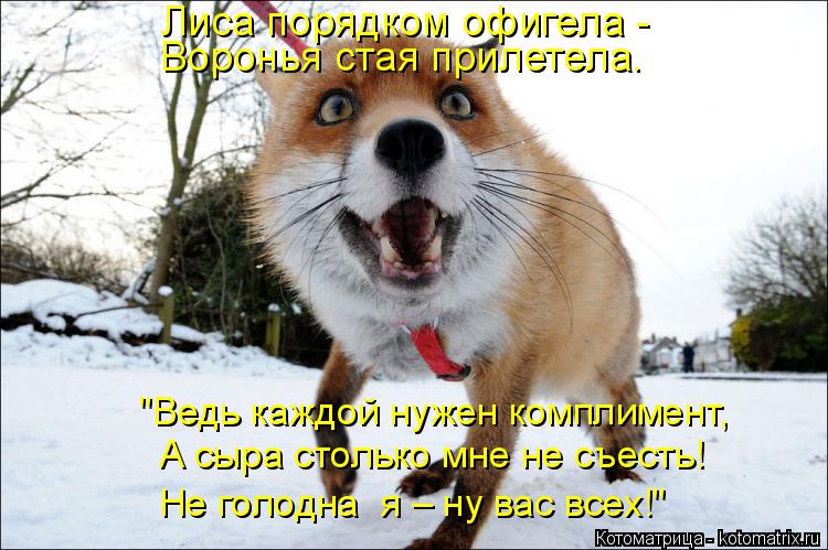 Лиса порядком офигела - Воронья стая прилетела. "Ведь каждой нужен комплимент, А сыра столько мне не ... Котоматрица: Лиса порядком офигела - Воронья стая прилетела. "Ведь каждой нужен комплимент, А сыра столько мне не съесть! Не голодна я – ну вас всех!"