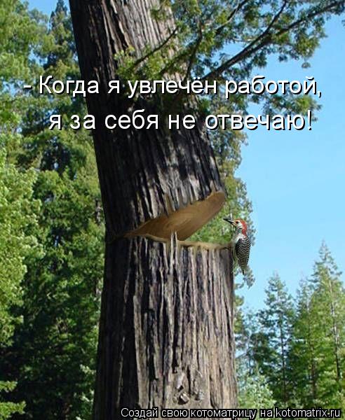 я за себя не отвечаю! - Когда я увлечён работой,... Котоматрица: я за себя не отвечаю! - Когда я увлечён работой,