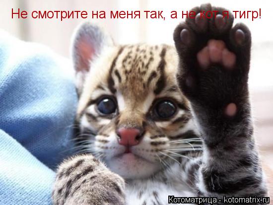 Не смотрите на меня так, а не кот я тигр!... Котоматрица: Не смотрите на меня так, а не кот я тигр!