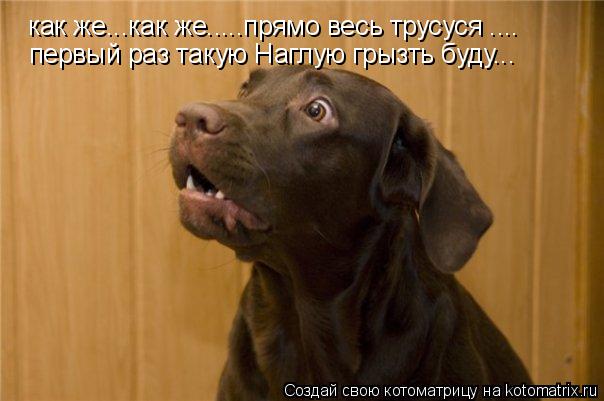как же...как же.....прямо весь трусуся .... первый раз такую Наглую грызть буду...... Котоматрица: как же...как же.....прямо весь трусуся .... первый раз такую Наглую грызть буду...